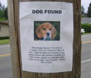 Dog Found