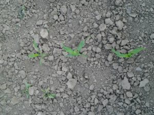 2016-05-21 18.47.24